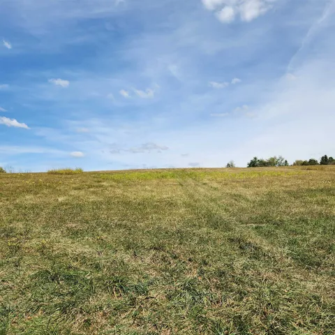 a view of a plant in a garden