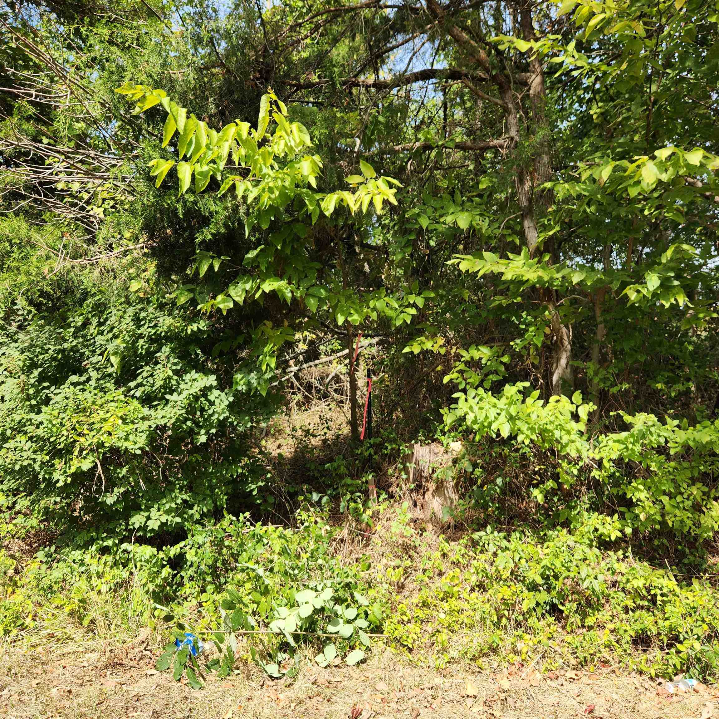 0 Mill Race Road Verona, VA 24482 - Photo 22 of 28 a view of a plant in a garden