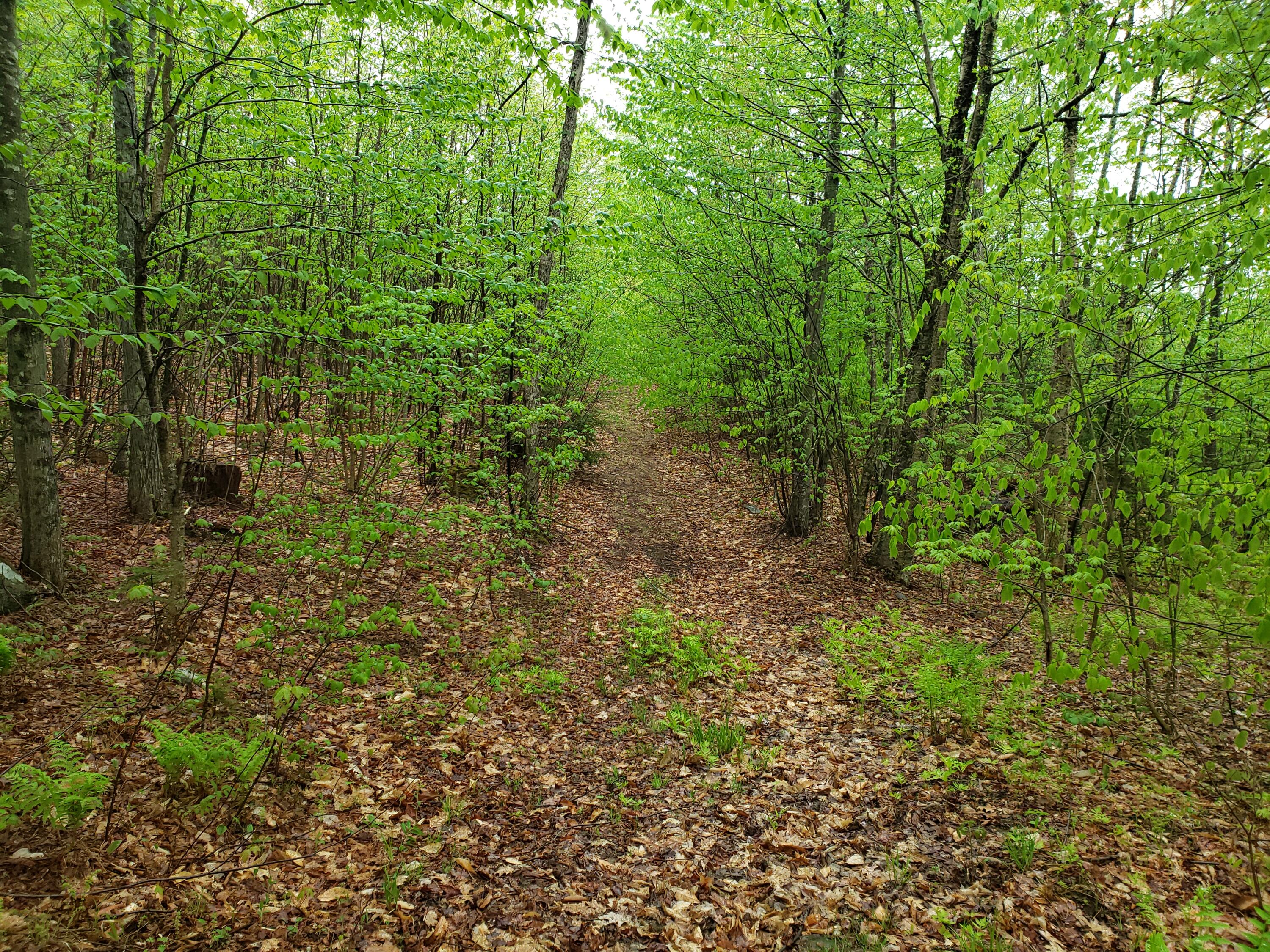 Tbd York Hill Road New Sharon, ME 04955 - Photo 2 of 7 20220515_143434