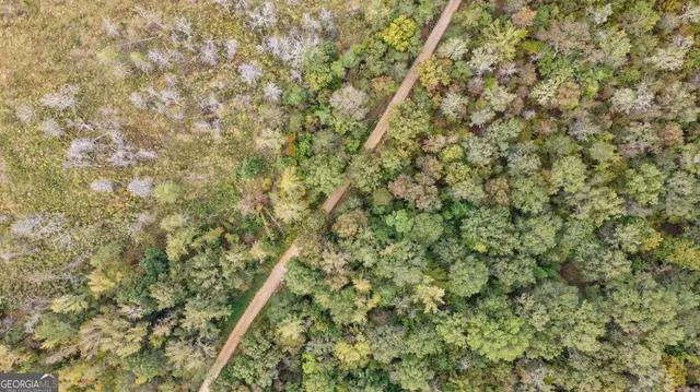 a close up of a tree
