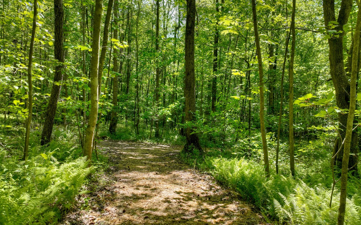 8050 Big Creek Road Ellijay, GA 30536 - Photo 20 of 74 Additional View