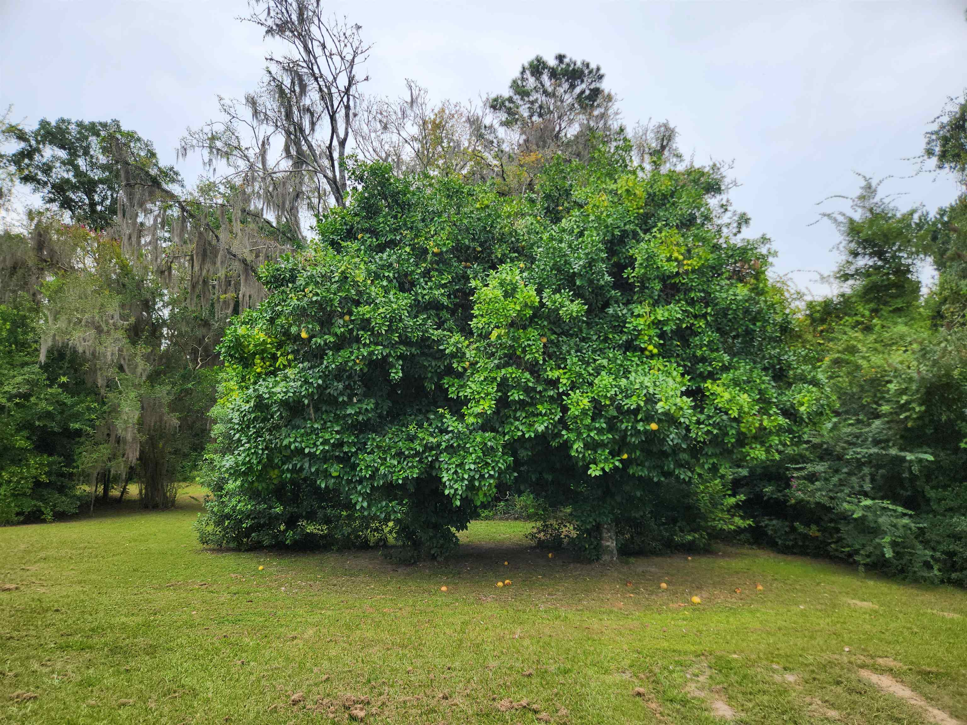 13352 County Road 12 Bristol, FL 32321 - Photo 9 of 19