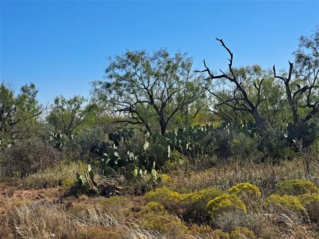 a view of a bunch of trees