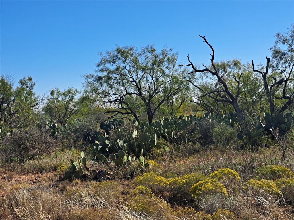 140.60 Acres Merkel, TX 79536 - Photo 12 of 26 a view of a bunch of trees