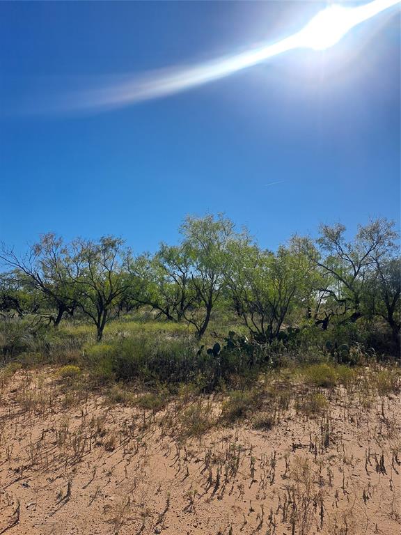 140.60 Acres Merkel, TX 79536 - Photo 14 of 26 a view of a yard with a tree