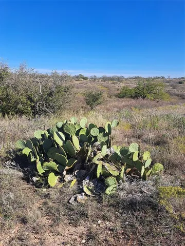 a view of a backyard with a plant