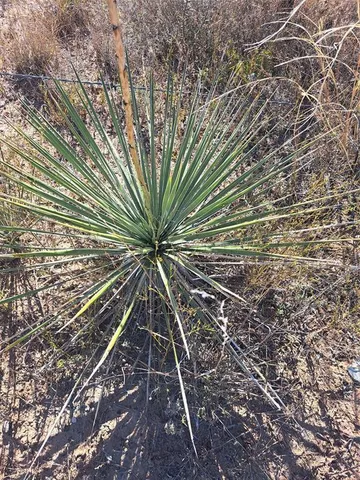 a view of a forest with trees in the background