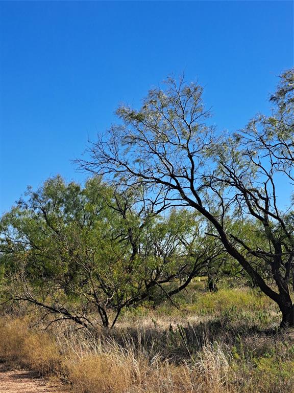140.60 Acres Merkel, TX 79536 - Photo 5 of 26 a view of a tree