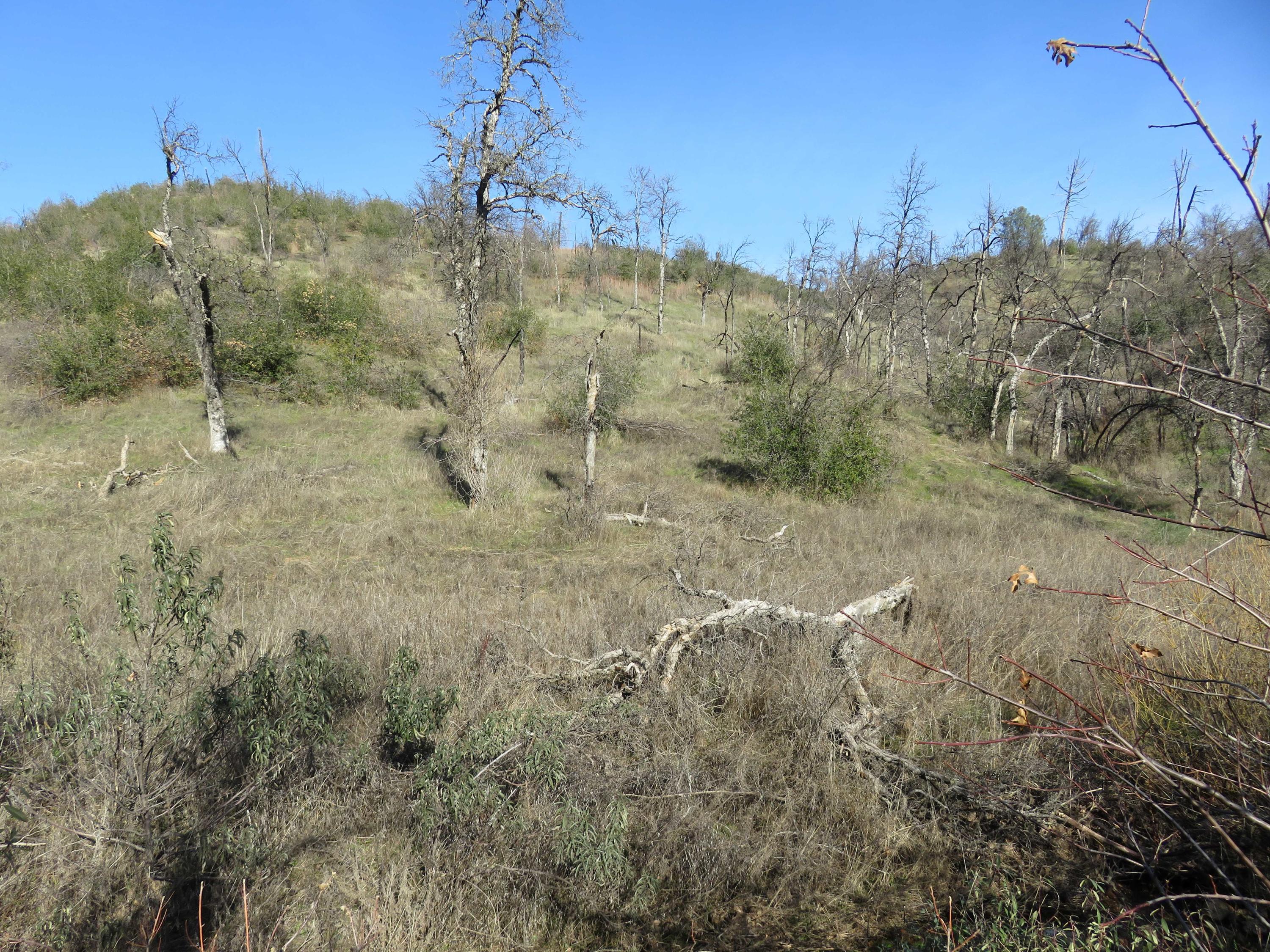 40-acres Aloha Road Bella Vista, CA 96008 - Photo 12 of 20 Terrain