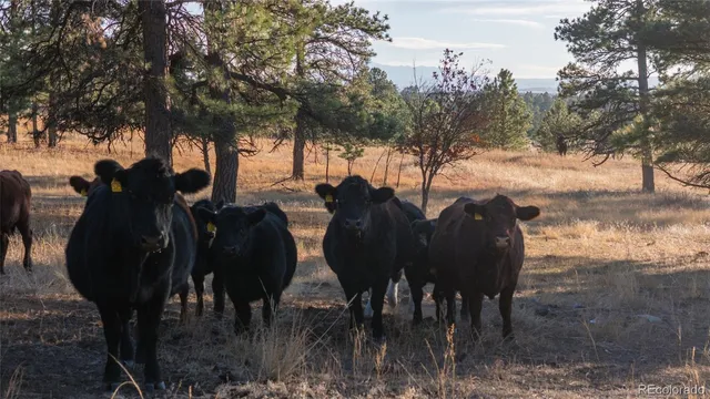 a view of a lake with a beach