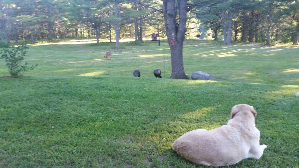 241 Ox Cove Road Pembroke, ME 04666 - Photo 9 of 29 Photo