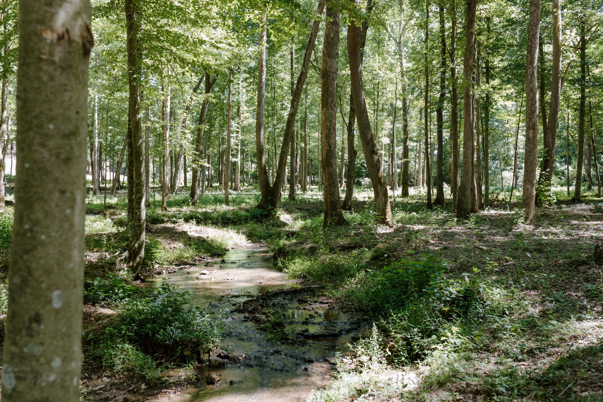 0 Gordon Lawrence Road Santa Fe, TN 38482 - Photo 1 of 21 a backyard of a house with lots of green space