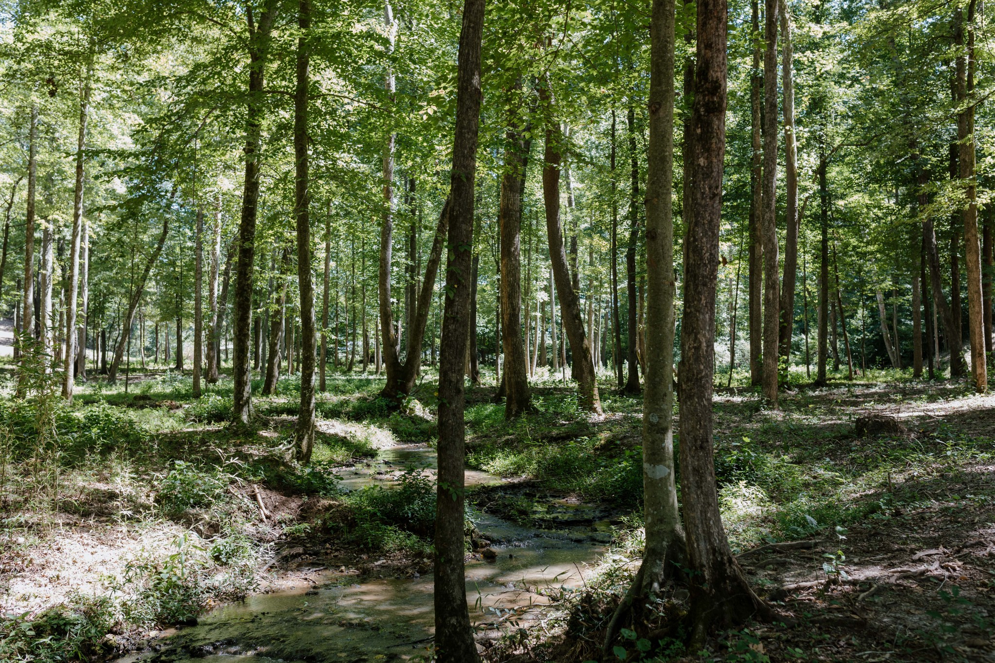 0 Gordon Lawrence Road Santa Fe, TN 38482 - Photo 11 of 21 a backyard of a house with lots of green space and trees