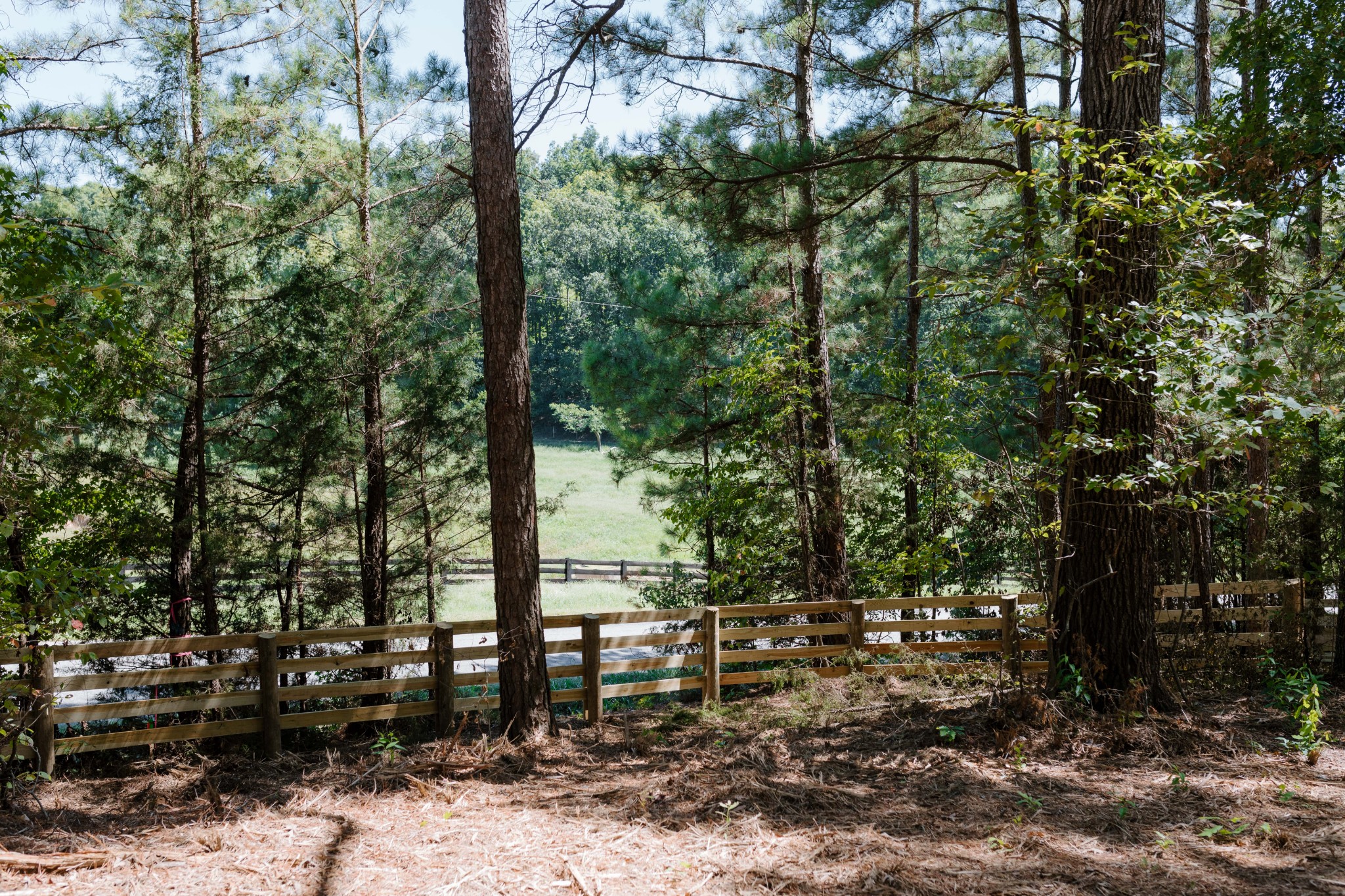 0 Gordon Lawrence Road Santa Fe, TN 38482 - Photo 4 of 21 a view of outdoor space with lots of trees