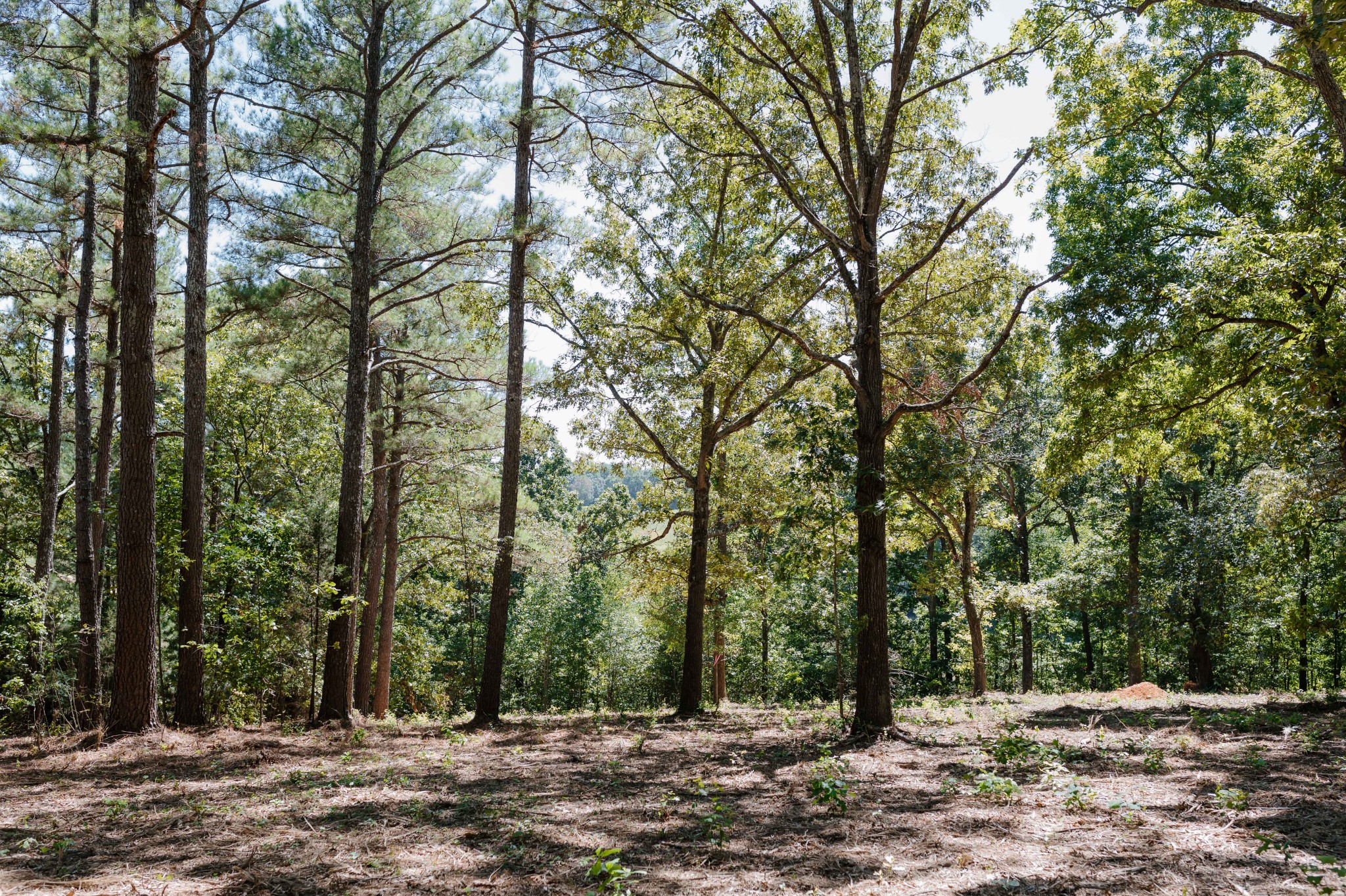 0 Gordon Lawrence Road Santa Fe, TN 38482 - Photo 5 of 21 a view of outdoor space with trees