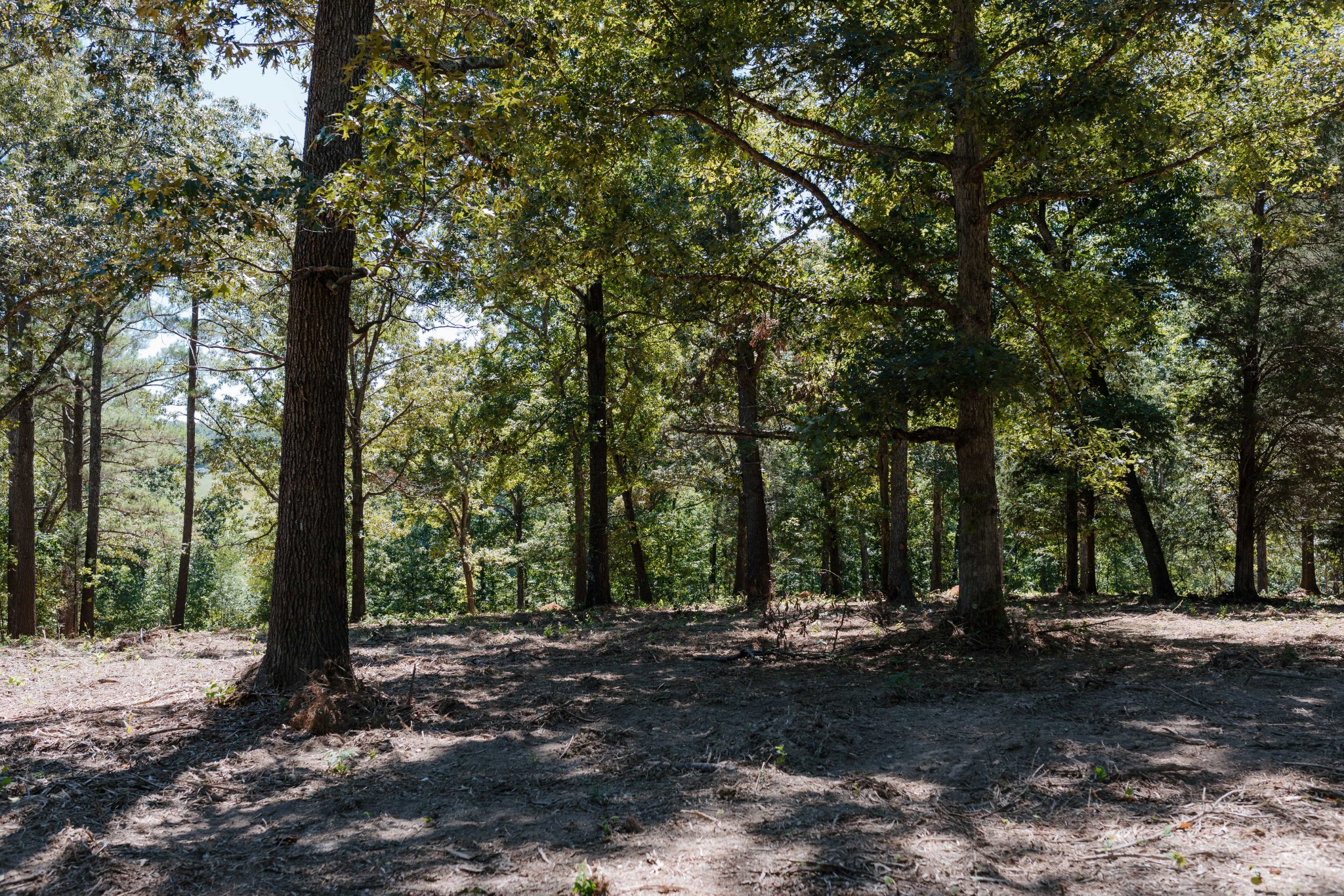 0 Gordon Lawrence Road Santa Fe, TN 38482 - Photo 7 of 21 a view of outdoor space and yard