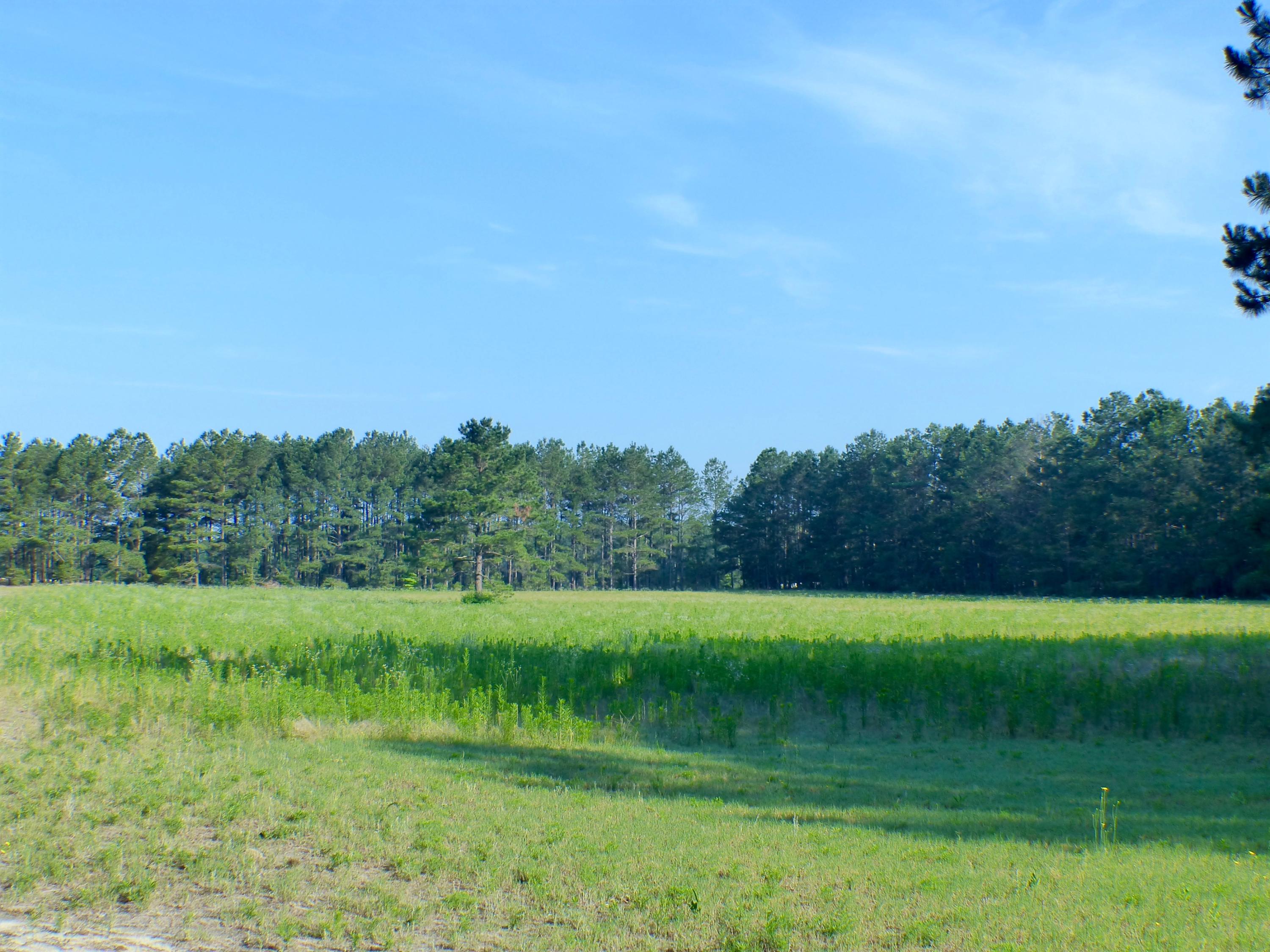 253 Addor Road Aberdeen, NC 28315 - Photo 4 of 13 P1110424