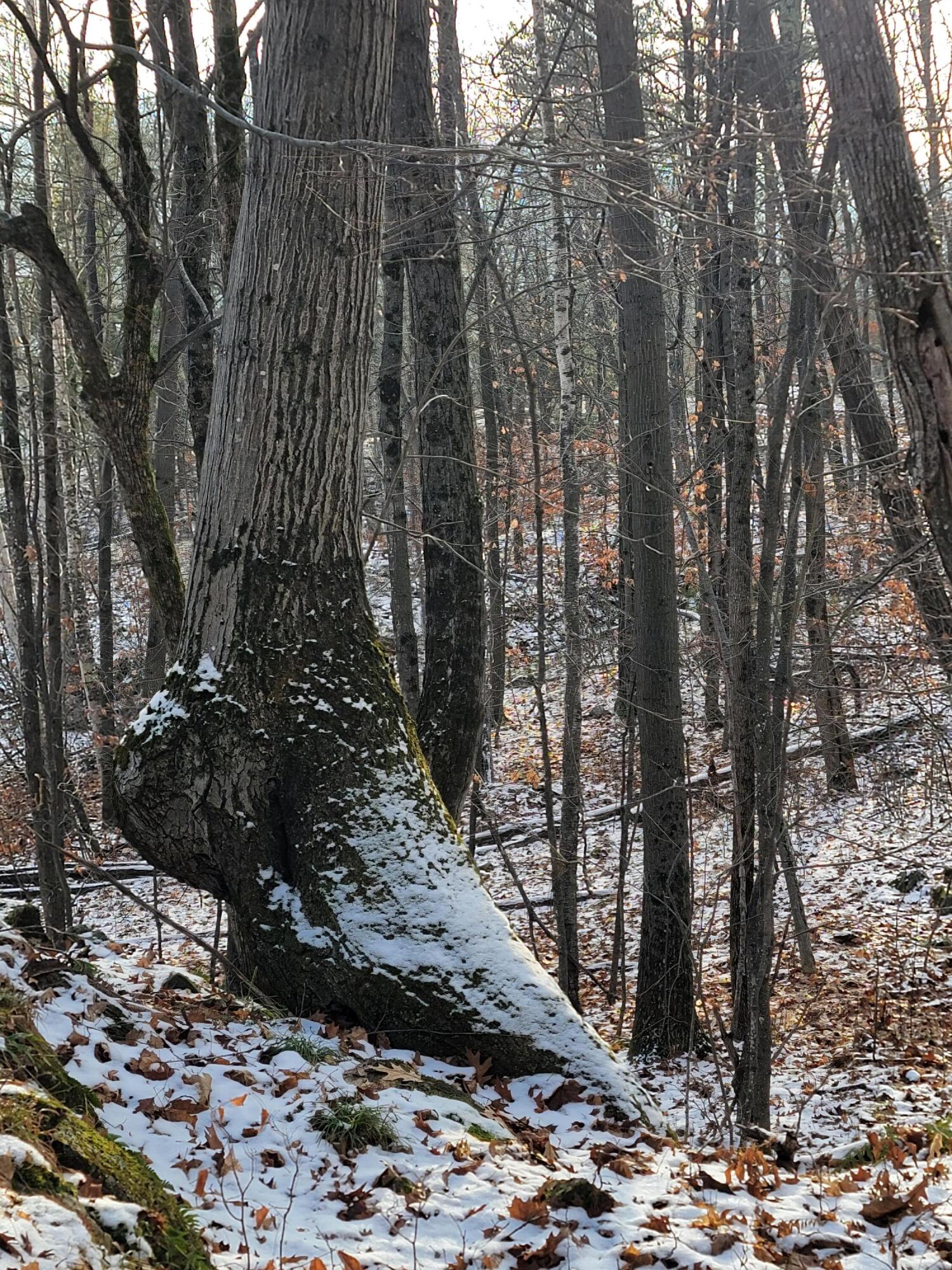 735 Highland Road Keeseville, NY 12944 - Photo 77 of 80 Wilson - Highlands Rd - big foot tree
