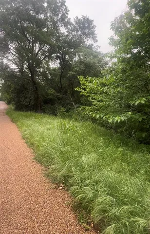 a view of a yard with plants and large trees
