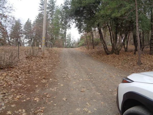 a view of a forest filled with trees