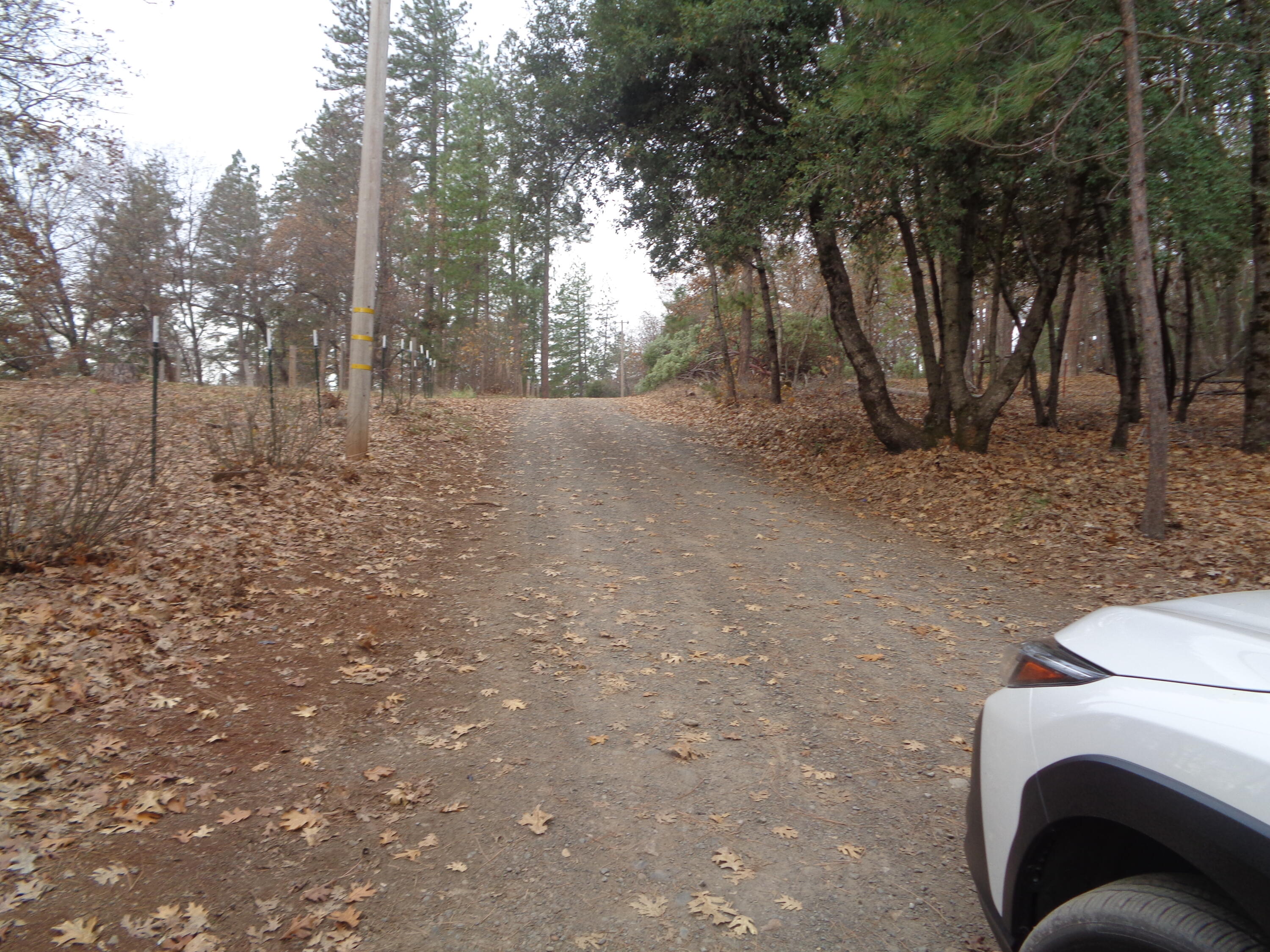 27800 Old Stage Road Oak Run, CA 96069 - Photo 4 of 6 a view of a forest filled with trees