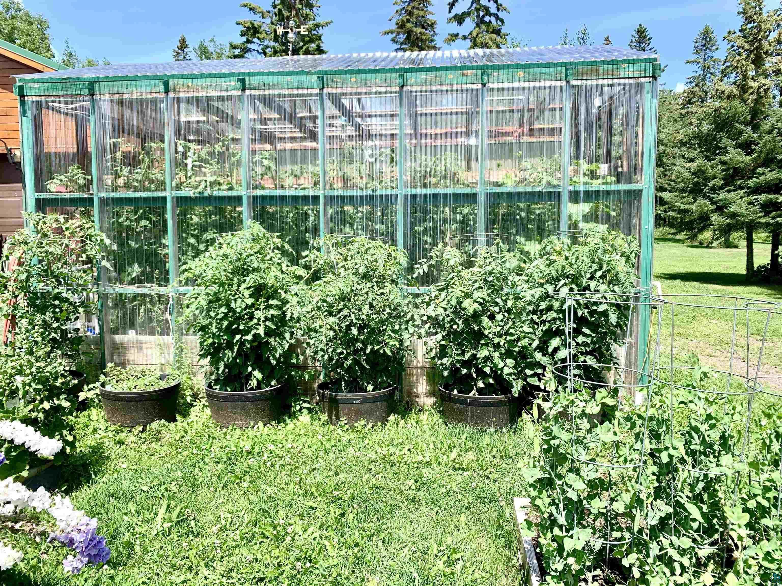 183 Cramer Road Schroeder, MN 55613 - Photo 44 of 50 Greenhouse in summer. Fresh tomatoes.
