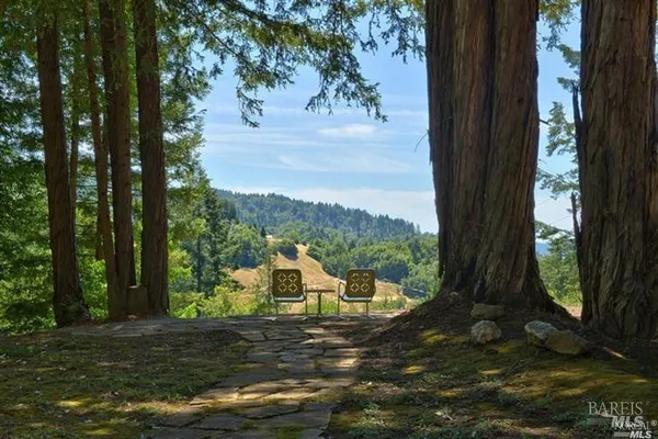 a view of a large tree in the middle of a yard