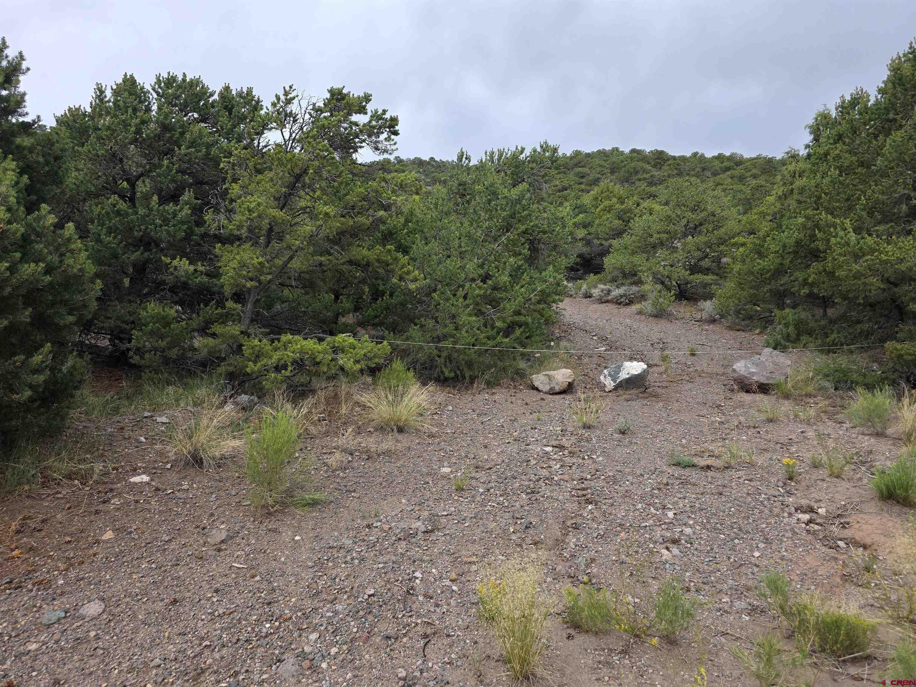 Tbd Tbd Joy Road Fort Garland, CO 81133 - Photo 2 of 11 a view of a forest with a tree