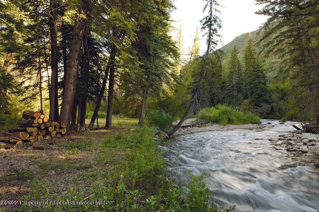 a view of a forest filled with trees