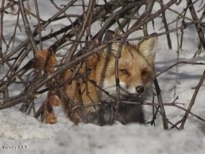 0 Johnnycake Hill Road Chester, MA 01011 - Photo 12 of 12 a view of tree