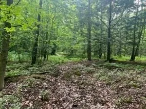 a view of outdoor space and green space