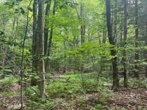 0 Johnnycake Hill Road Chester, MA 01011 - Photo 4 of 12 a view of a forest