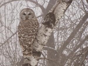 0 Johnnycake Hill Road Chester, MA 01011 - Photo 7 of 12 a close up of a tree