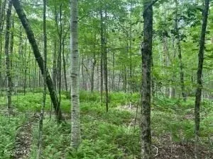 a view of a big yard with large trees