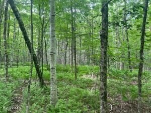 0 Johnnycake Hill Road Chester, MA 01011 - Photo 8 of 12 a view of a garden