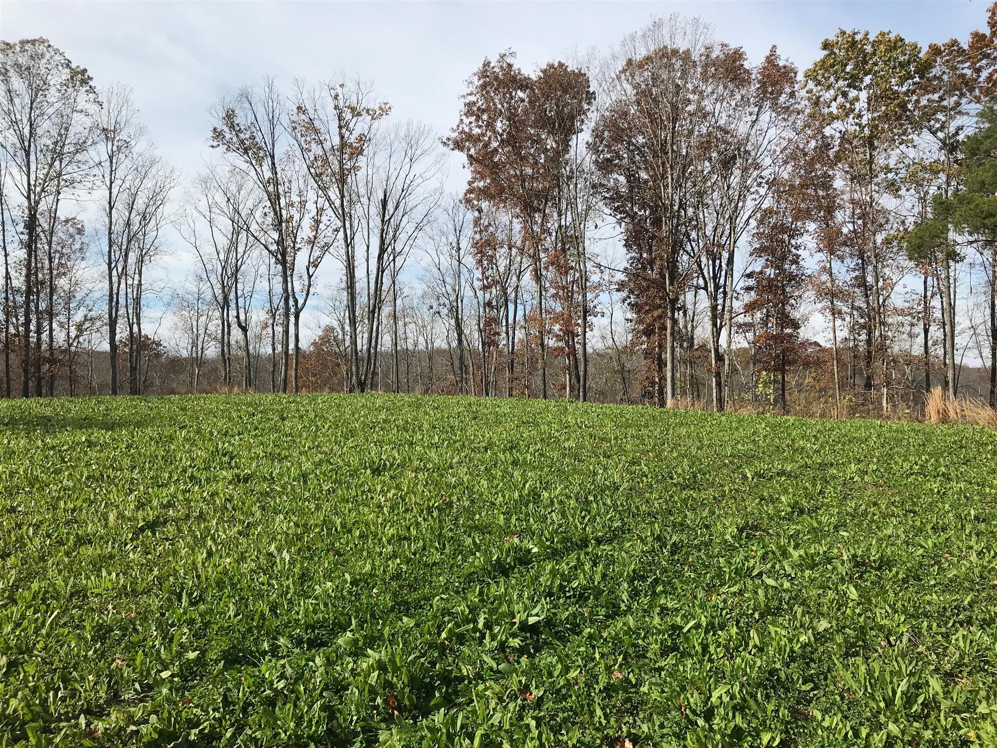 4994 Scott Branch Road Hampshire, TN 38461 - Photo 2 of 29 Gallery Image 2