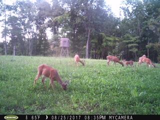 4994 Scott Branch Road Hampshire, TN 38461 - Photo 23 of 29 Gallery Image 23
