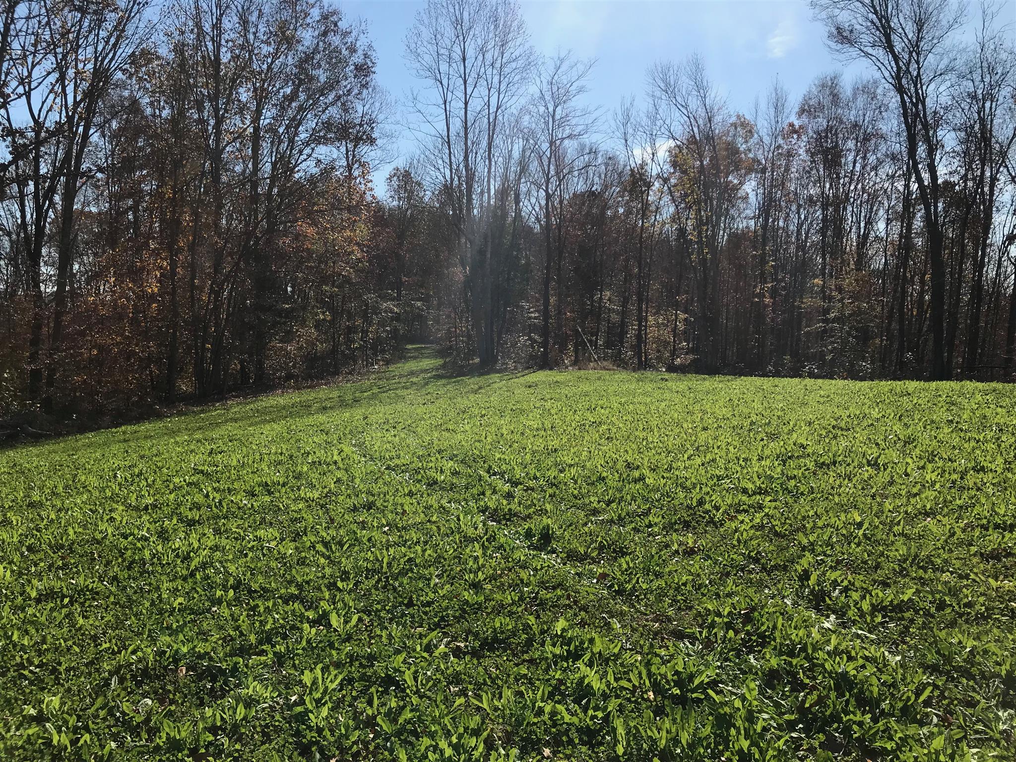 4994 Scott Branch Road Hampshire, TN 38461 - Photo 3 of 29 Gallery Image 3