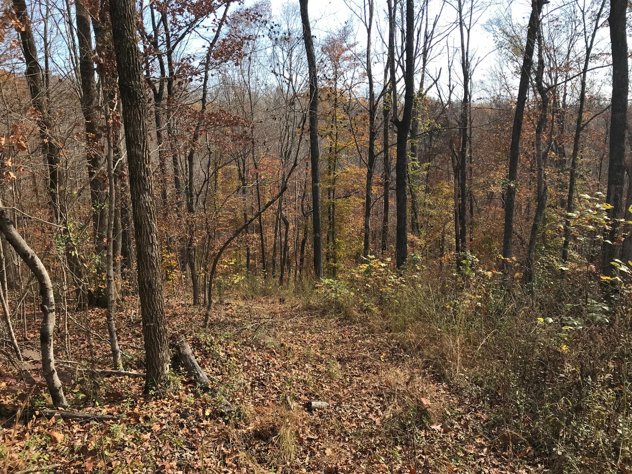 4994 Scott Branch Road Hampshire, TN 38461 - Photo 7 of 29 Gallery Image 7