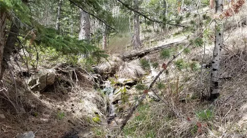 a view of a tree in a forest