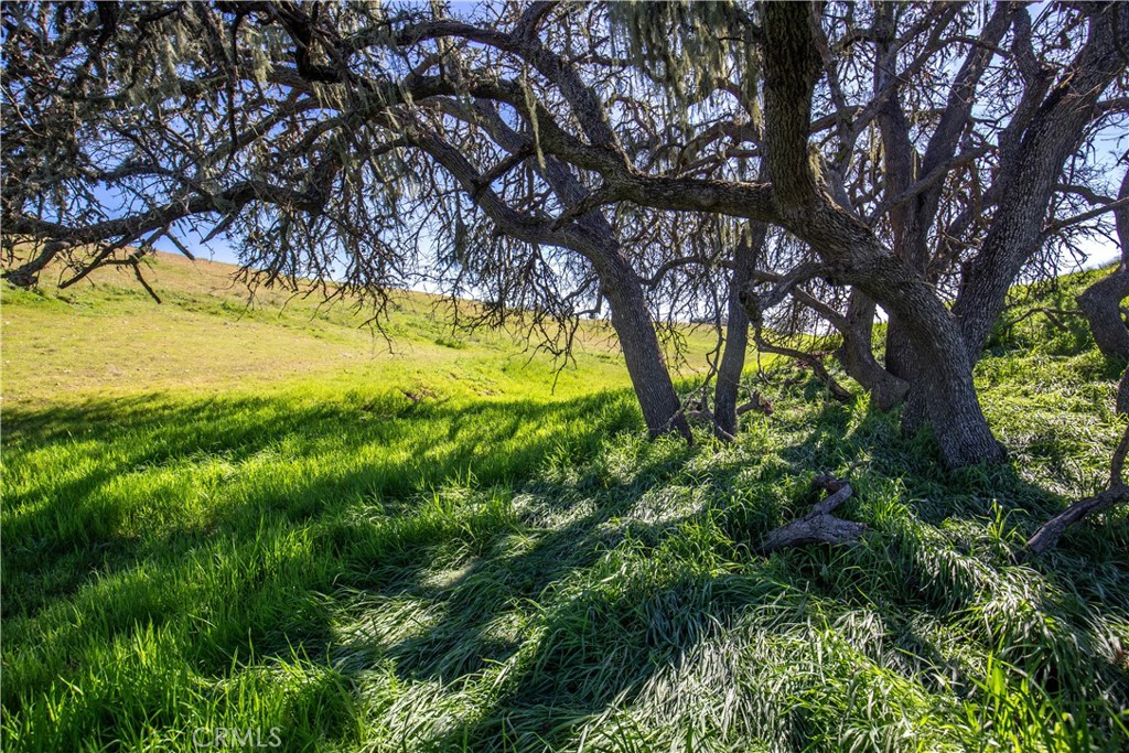1641 Sutliff Road Paso Robles, CA 93446 - Photo 16 of 44 a view of a yard with a tree