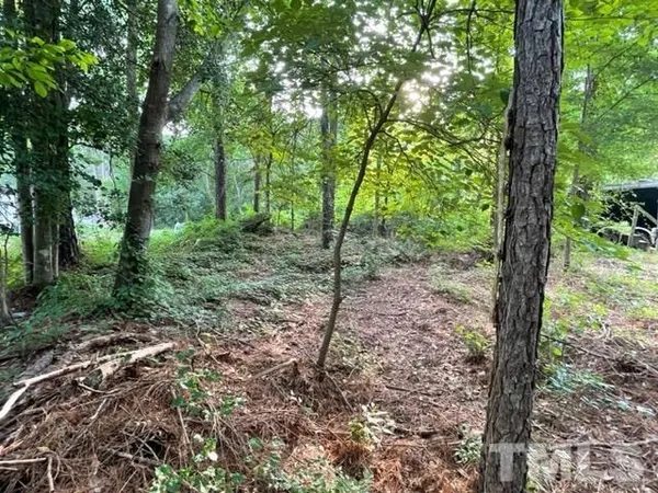 a view of a forest with trees