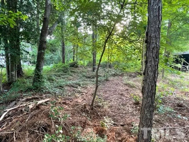a view of a forest with trees