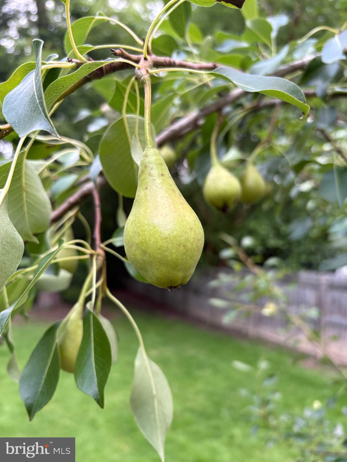 126 Valley View Road Fredericksburg, VA 22407 - Photo 36 of 42 Pear tree