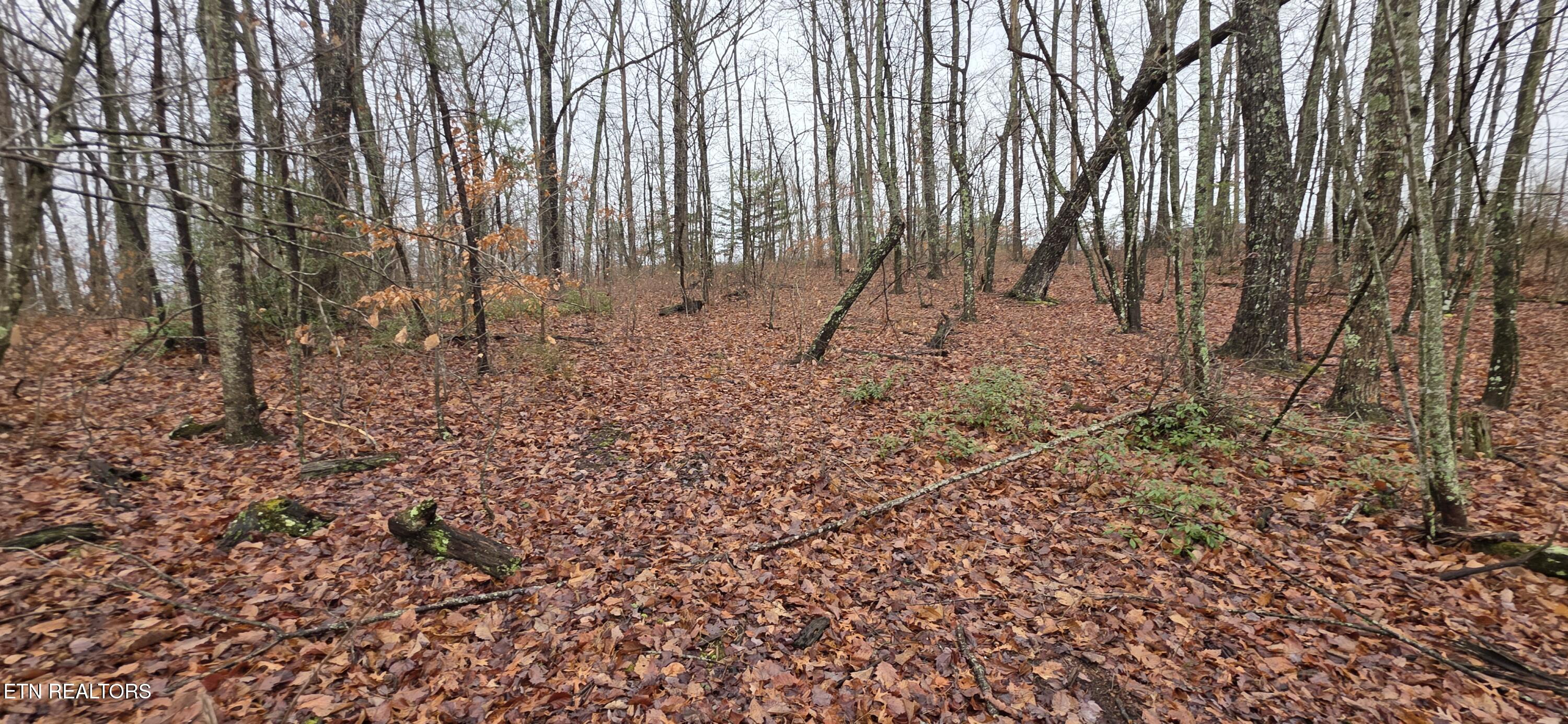 778 Eastridge Pass Monterey, TN 38574 - Photo 3 of 5 20260109_130025