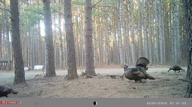 Powell Chapel Road Holly Springs, MS 38635 - Photo 12 of 74 0CDF056D-86F8-4140-89A4-C5CDC7CD43DB_4_5