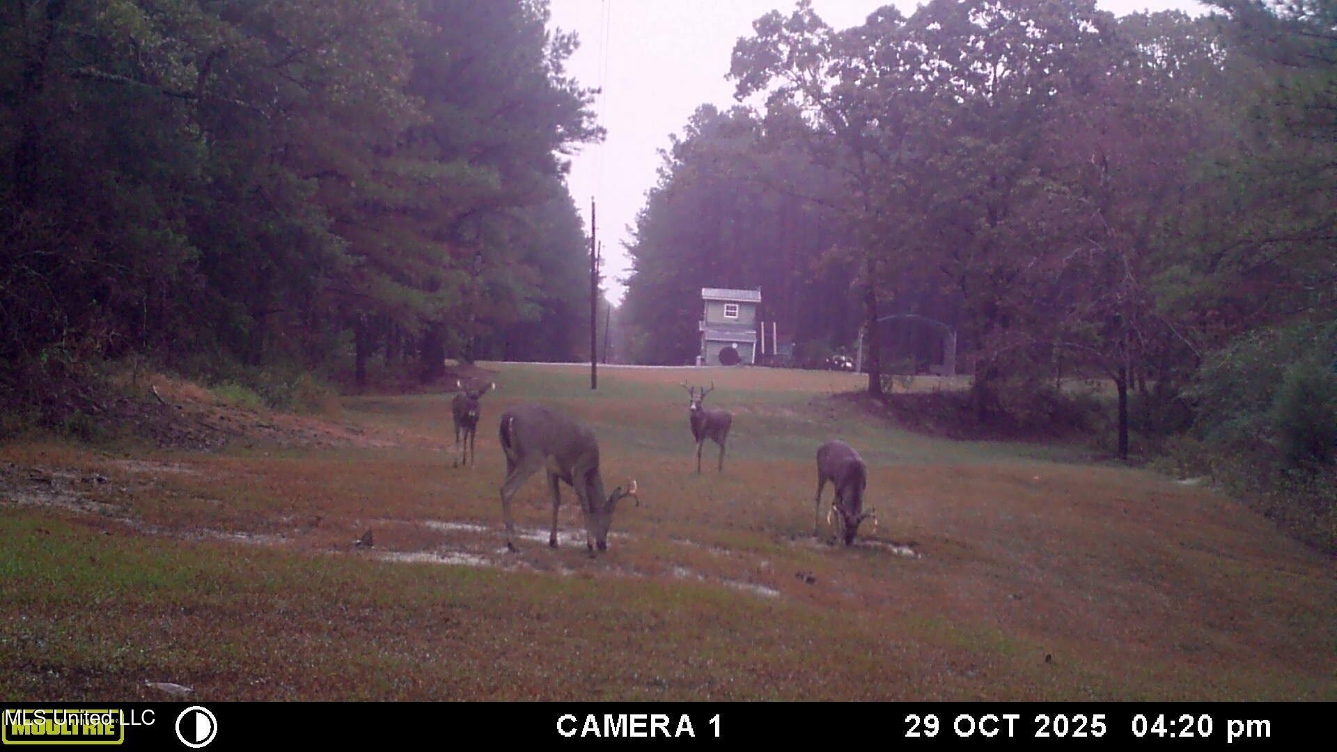 Powell Chapel Road Holly Springs, MS 38635 - Photo 3 of 74 3D587BAF-C046-46CF-AACE-313A0872D4E8