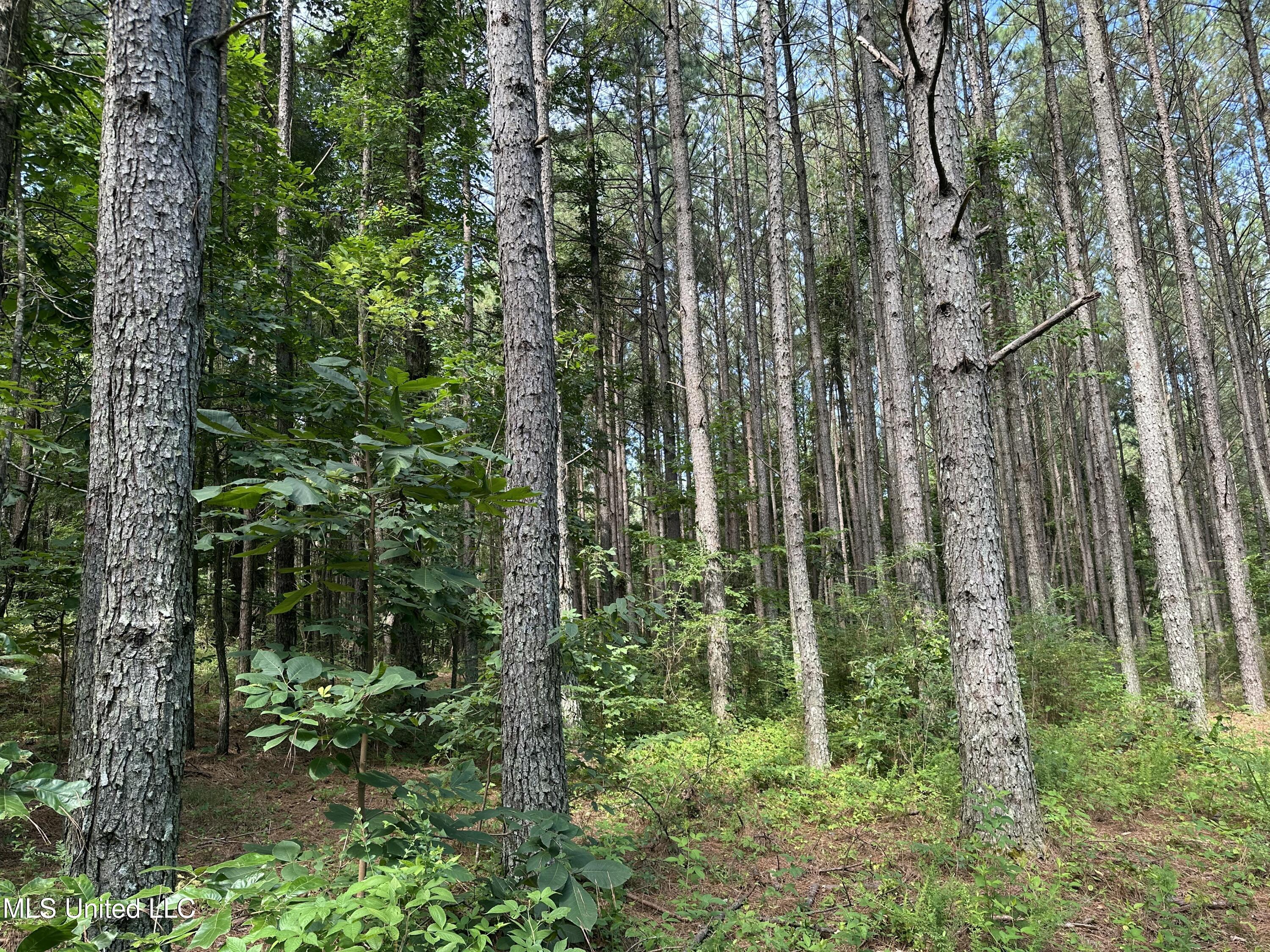 Powell Chapel Road Holly Springs, MS 38635 - Photo 37 of 74 7884A521-A375-4E2D-A068-C65A5FE8F1EC