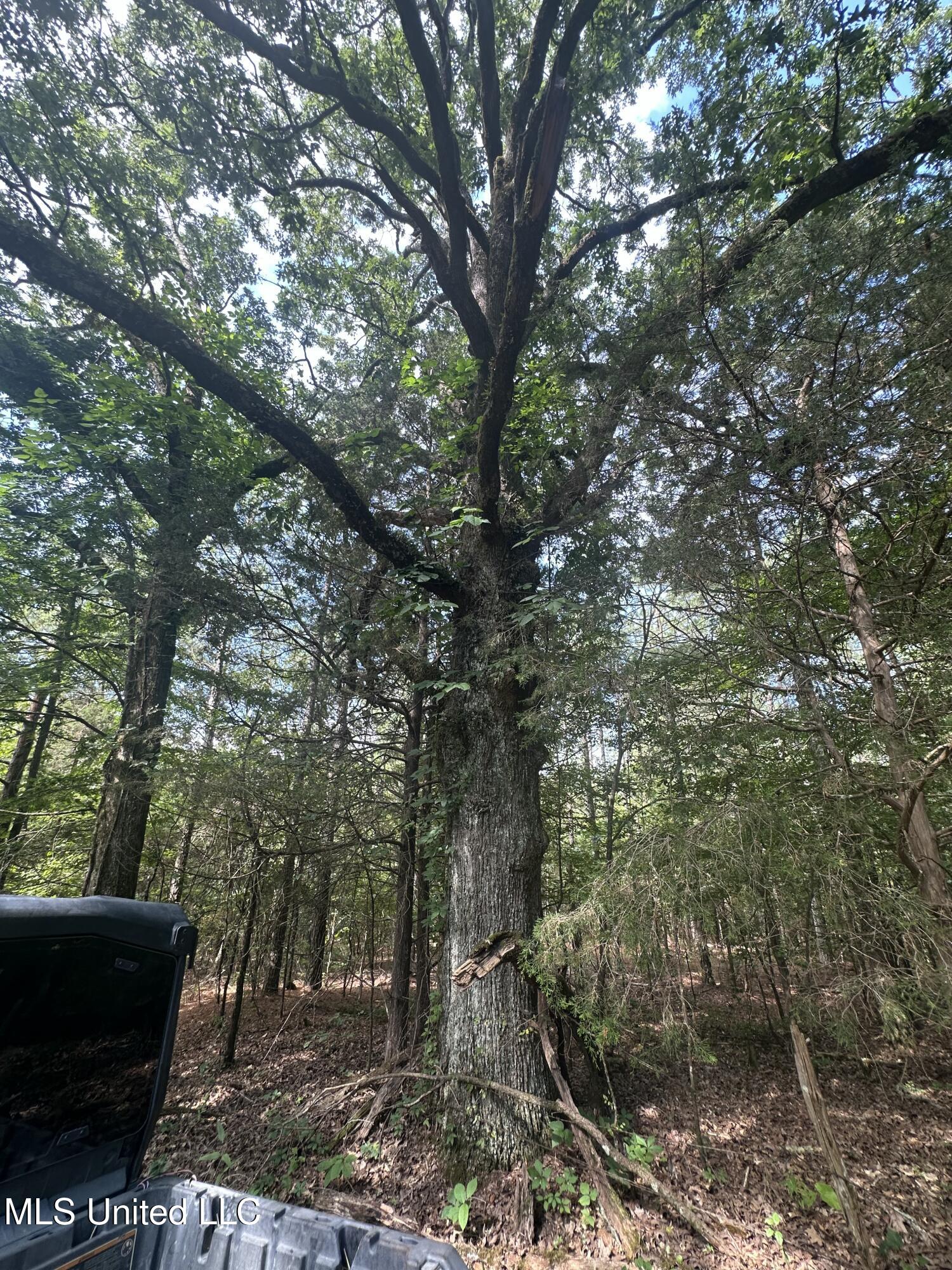 Powell Chapel Road Holly Springs, MS 38635 - Photo 40 of 74 C04274F8-26DE-46B6-BD6E-A3F4CD594193