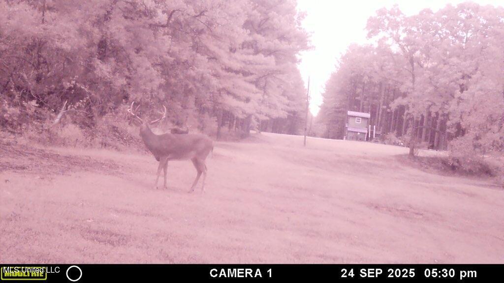 Powell Chapel Road Holly Springs, MS 38635 - Photo 41 of 74 9768DC00-A500-4AEE-9D3F-A241531DF6DF